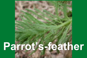 Parrot feather