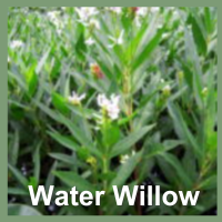 Water Willow